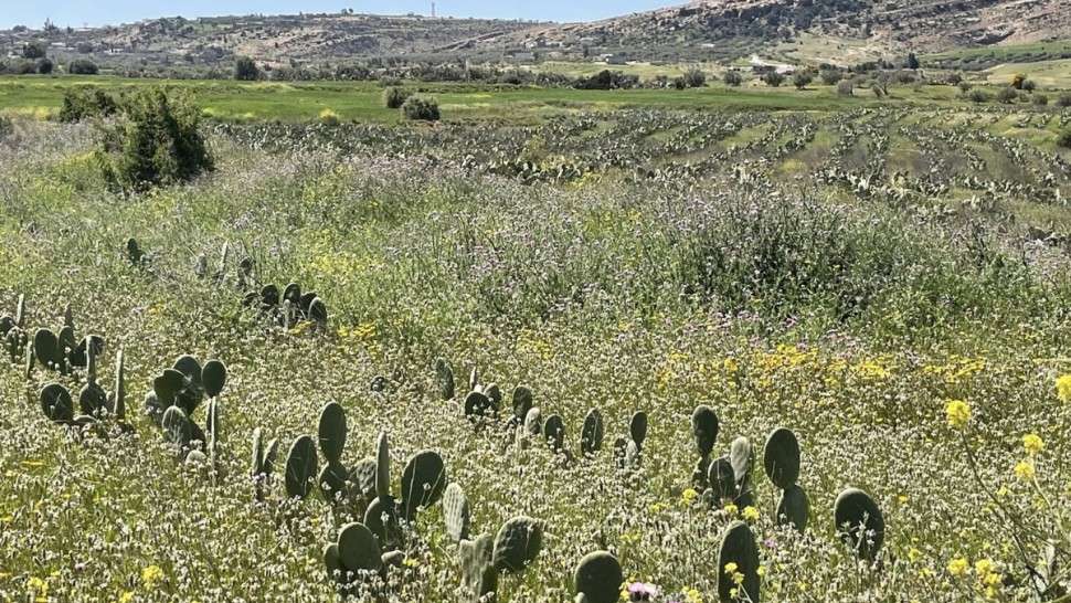 التين الشوكي