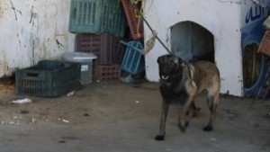 كلب المنستير