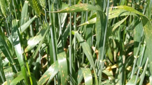 وزارة الفلاحة: رصد مرضي تبقع في حقول القمح بالشمال ووجب التدخل السريع لمداواتها