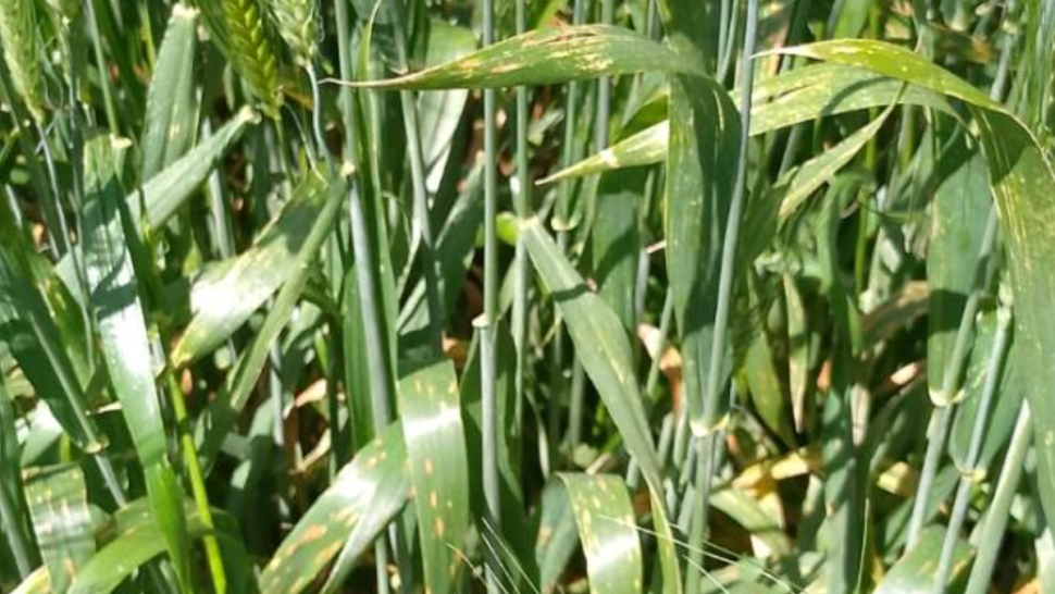 وزارة الفلاحة: رصد مرضي تبقع في حقول القمح بالشمال ووجب التدخل السريع لمداواتها