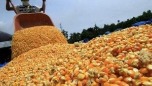 ديوان الأعلاف يعلن تحيين أسعار الذرة العلفية في أكياس