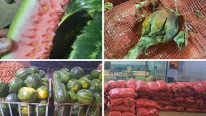 صفاقس: حجز 26.2 طن من المنتوجات الفلاحية غير صالحة للاستهلاك