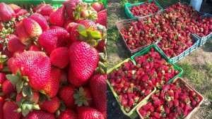 هيئة السلامة الصحية للمنتجات: ما يتم تداوله حول الفراولة لا أساس له من الصحة