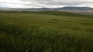 معتمدية العروسة