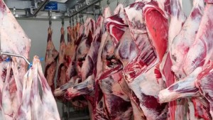 سوسة: تسجيل 6 إصابات بداء السل لدى عجول