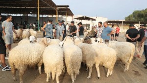 اضاحي العيد