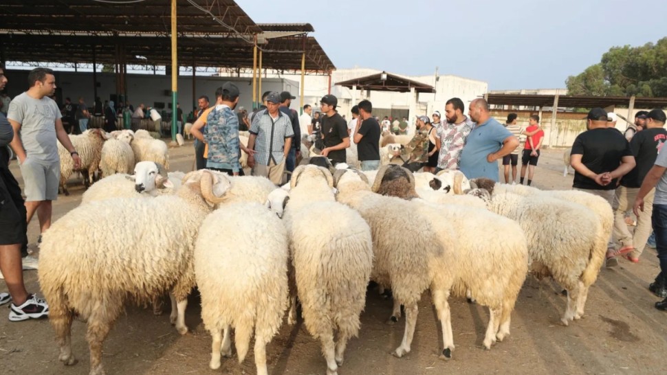 اضاحي العيد