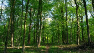 غابات جندوبة