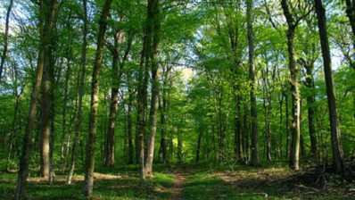 غابات جندوبة