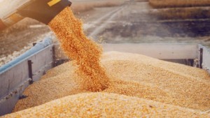 نقابة الفلاحين تطالب بالترفيع في سعر قبول الحبوب و الغاء سلّم التعيير