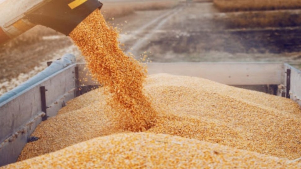 نقابة الفلاحين تطالب بالترفيع في سعر قبول الحبوب و الغاء سلّم التعيير