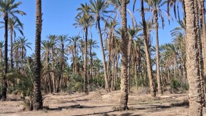 توزر: عدد من الفلاحين يطلقون نداء استغاثة بسبب قطع الماء عن واحاتهم