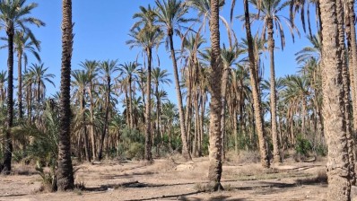 توزر: عدد من الفلاحين يطلقون نداء استغاثة بسبب قطع الماء عن واحاتهم