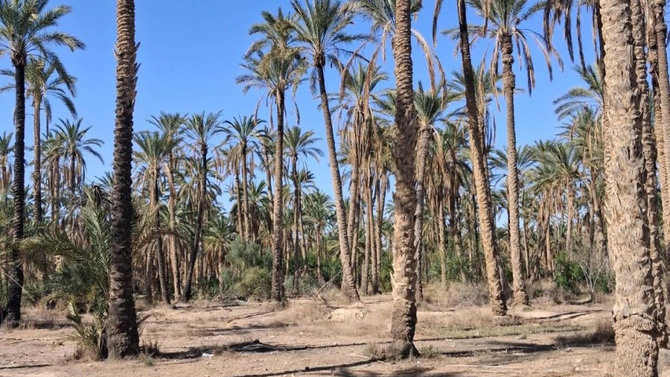 توزر: عدد من الفلاحين يطلقون نداء استغاثة بسبب قطع الماء عن واحاتهم