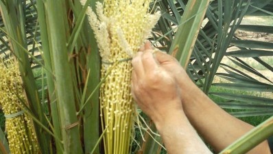 توزر: تقدم موسم تلقيح عراجين التمور بـ66 بالمائة
