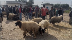 القيروان: تسجيل نقص ملحوظ في العرض بسوق الأضاحي