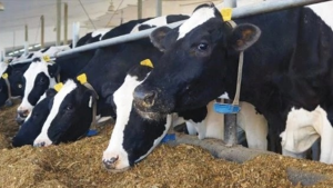 أحمد رجب: 4 % من الأبقار المصابة بالسل قد تفرز الجرثومة في الحليب رغم عدم ظهور أعراض عليها