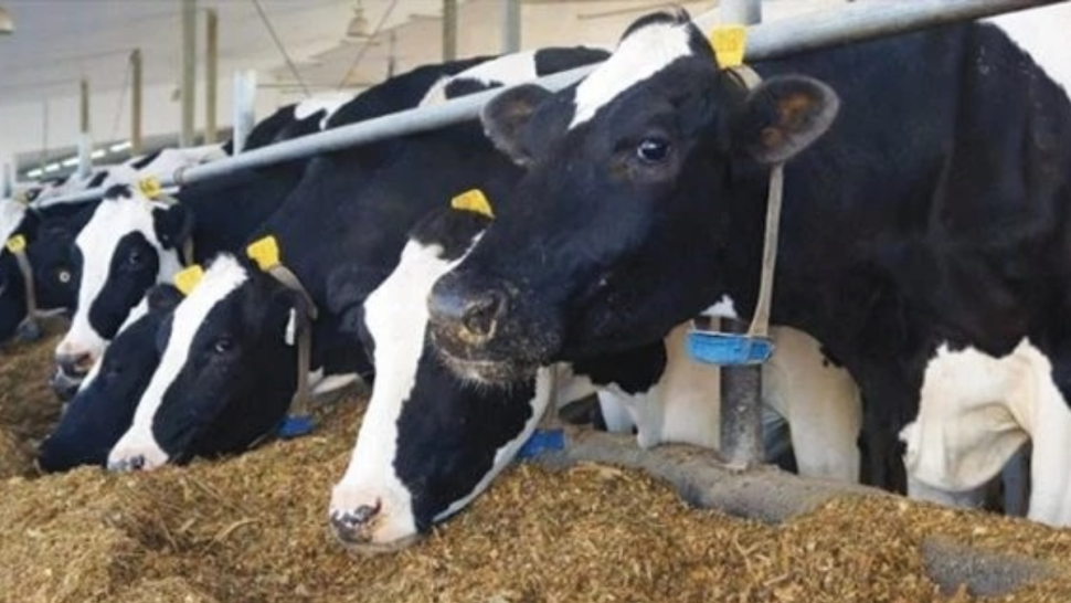 أحمد رجب: 4 % من الأبقار المصابة بالسل قد تفرز الجرثومة في الحليب رغم عدم ظهور أعراض عليها