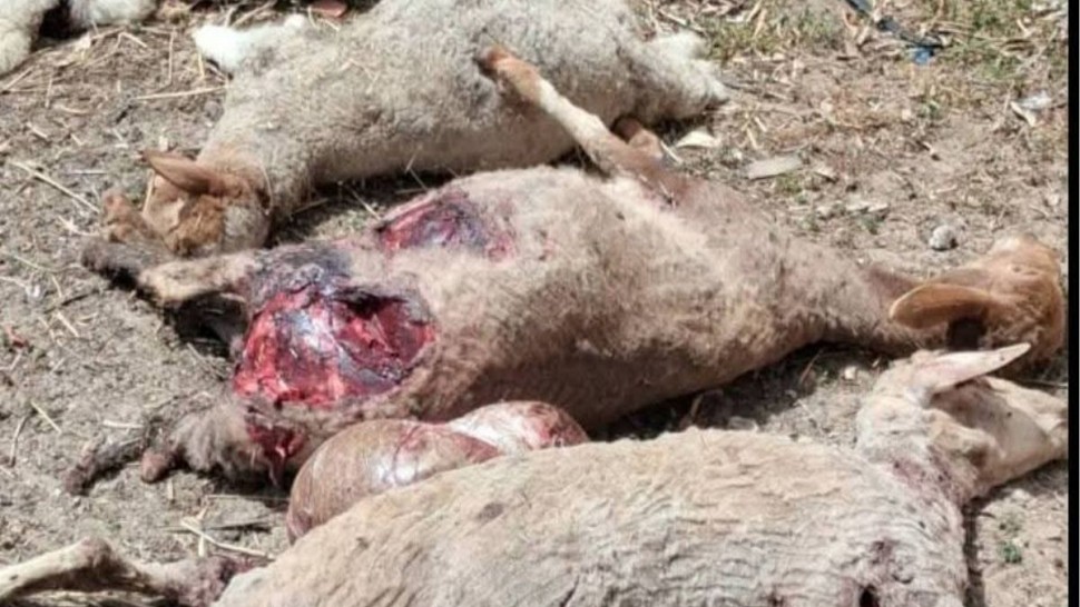 عضو مجلس محلّي بالقيروان: نفوق أكثر من 20 رأس غنم بسبب هجمات الكلاب السائبة