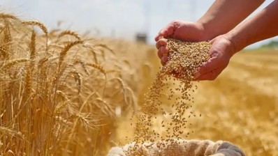 موسم الحبوب في تونس