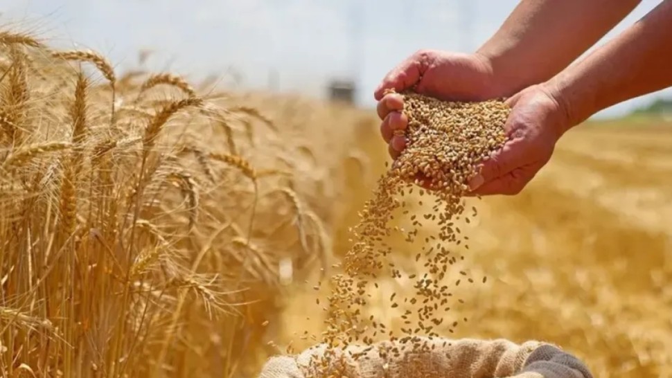 موسم الحبوب في تونس
