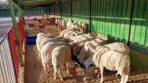 افتتاح نقطة لبيع الأضاحي بمدينة قبلي