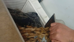 بلدية تونس: حجز وإتلاف مواد غذائية منتهية الصلوحية وتحرير مخالفات في حملة مراقبة