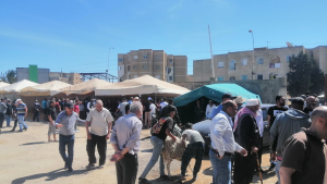 بلدية رادس تحدد نقطتين فقط لبيع أضاحي العيد وتحذّر المخالفين