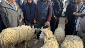 باجة: أيام قبل العيد.. العلوش نار والمواطن احتار!