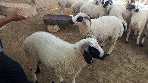 نابل :تسجيل نقص في عدد الأضاحي تجاوز 40 بالمائة