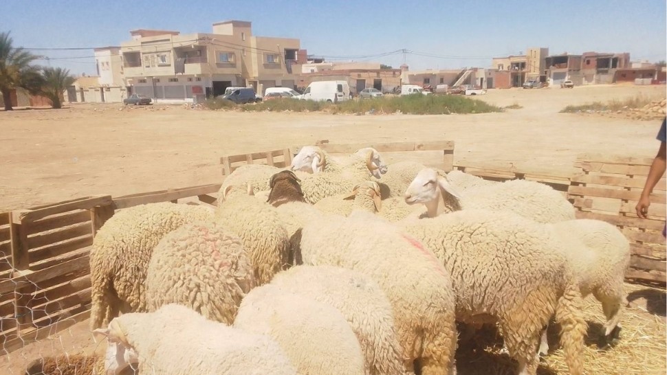 قبلي : اقبال على نقطة بيع الأضاحي