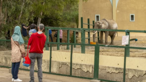 مدير ببلدية تونس .. 500 ألف دينار على الأقل كلفة جلب زوج من الأفيال للبلفدير