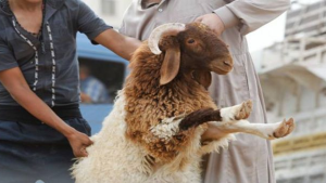 تدخلات بيطرية مكثفة خلال عيد الأضحى: أكثر من 1500 اتصال و775 زيارة ميدانية