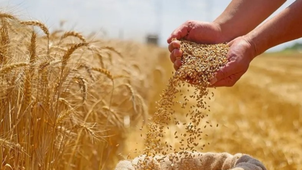 وزارة الفلاحة تدعو منتجي الحبوب إلى اتخاذ إجراءات وقائية تحسباً للأمطار الرعدية