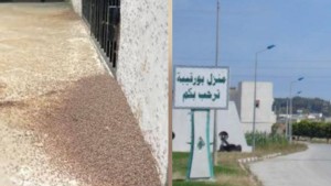 مصدر جهوي: الناموس المنتشر في بنزرت لا يلدغ وغير ناقل للأمراض