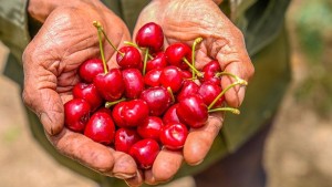 سليانة: 8 آلاف و250 طنا تقديرات صابة موسم الكرز