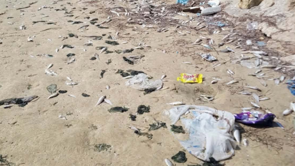 نفوق كميات كبيرة من أسماك السردين والبوري بشاطئ سليمان