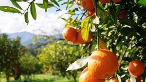 نابل: تأخر انطلاق عمليات الرّي يهدّد صابة القوارص
