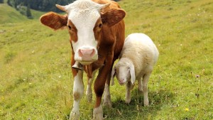 بيطري : 'البومريرة' قاتلة ولا يجب تغيير النظام الغذائي للمجترات بصفة فجئية