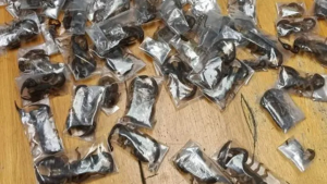 جنوب أفريقيا: ضبط 150 عقربًا حيًا داخل حقائب مسافر بمطار كيب تاون