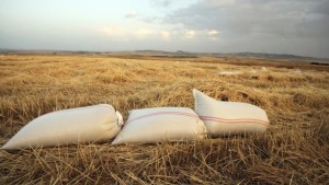 صابة الحبوب تونس
