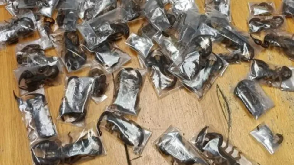 جنوب أفريقيا: ضبط 150 عقربًا حيًا داخل حقائب مسافر بمطار كيب تاون