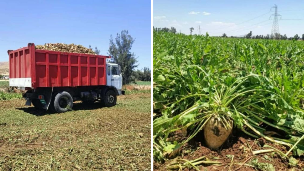 جندوبة: افتتاح موسم تجميع اللفت السكري