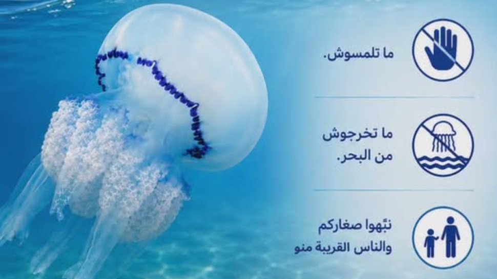 جمعية TunSea تدعو إلى عدم إخراج قنديل البحر الأزرق من المياه حفاظًا على سلامة المصطافين
