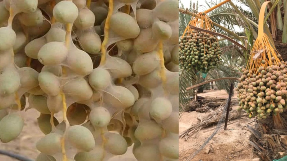 قبلي: تسجيل بعض الاصابات بآفة عنكبوت الغبار ببعض الواحات
