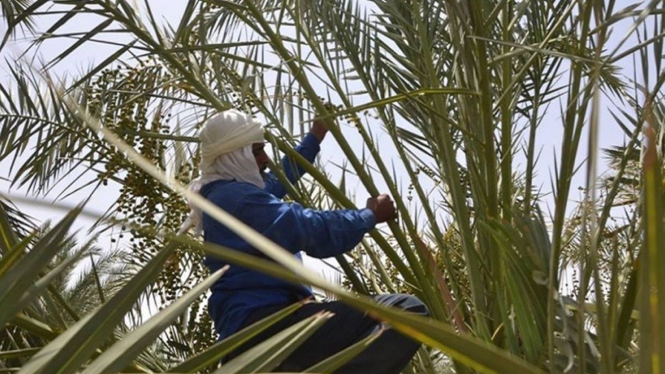 تدلية العراجين