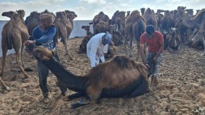 مدنين: الانطلاق في مداواة قطيع من ضد مرض الجرب