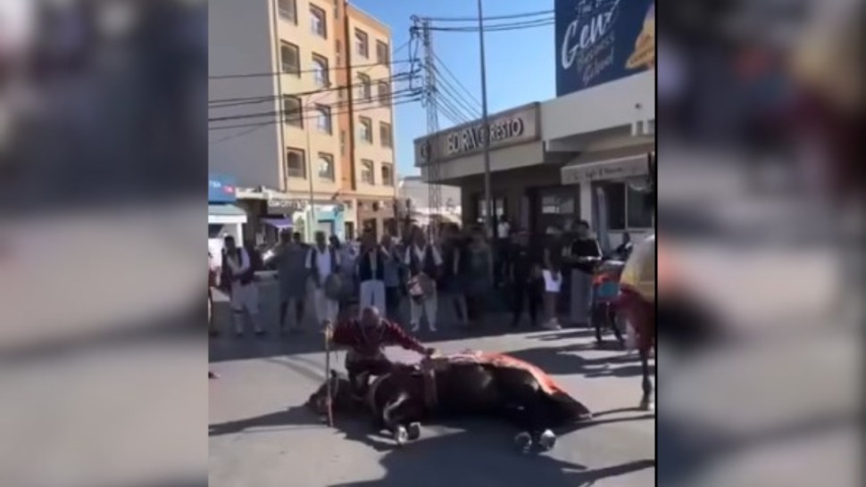 تعذيب حصان