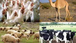 وزارة الفلاحة تدعو المربين إلى اتخاذ إجراءات وقائية لحماية الثروة الحيوانية من موجة الحر