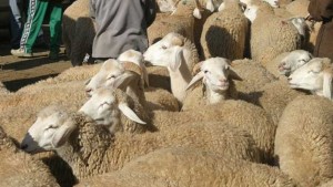 ديوان تربية الماشية يدعُو إلى اتخاذ إجراءات وقائية لحماية المجترات من الإجهاد الحراري